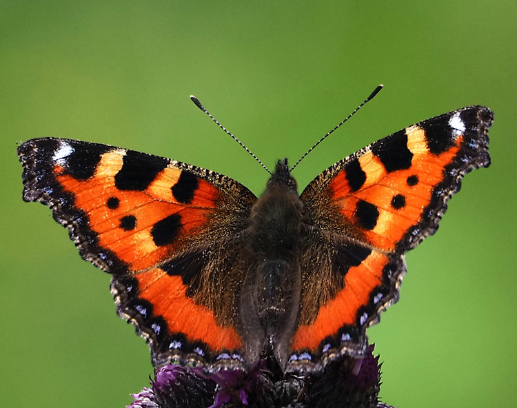 Kleiner Fuchs, Nymphalis urticae